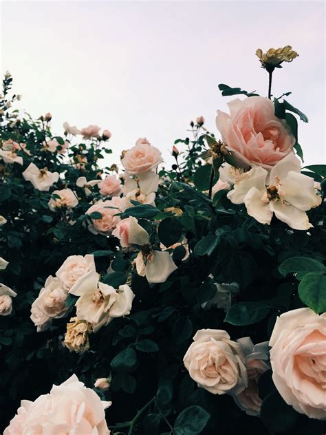 image rose aesthetic|aesthetic rose garden desktop wallpaper.